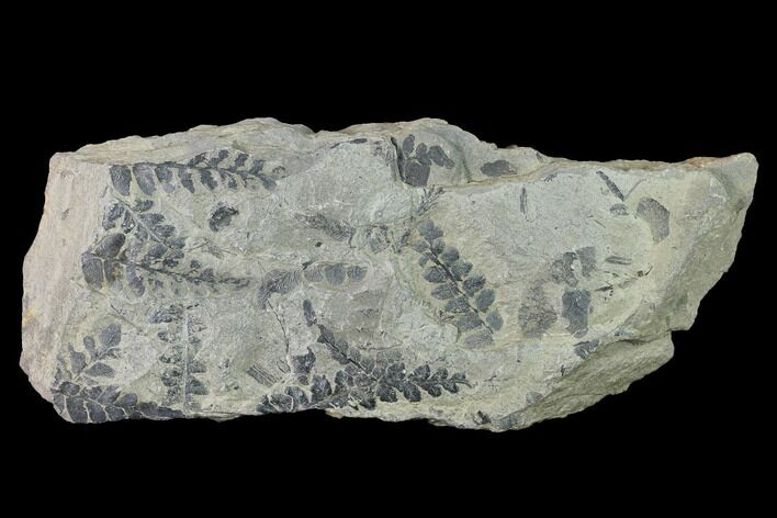 Fossil Fern (Neuropteris & Alethopteris) Plate - Kentucky #142429